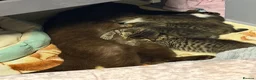 Scottish Fold cats for sale: Beautiful kitten Scottish fold in Bury - Advert 4