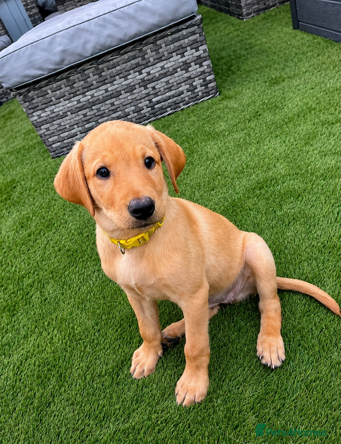 Labrador Retriever dogs FTCH KC Registered  - Advert 2