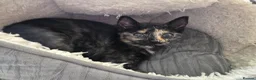 Mixed Breed cats for sale: Loving Home for Maisie - Advert 9