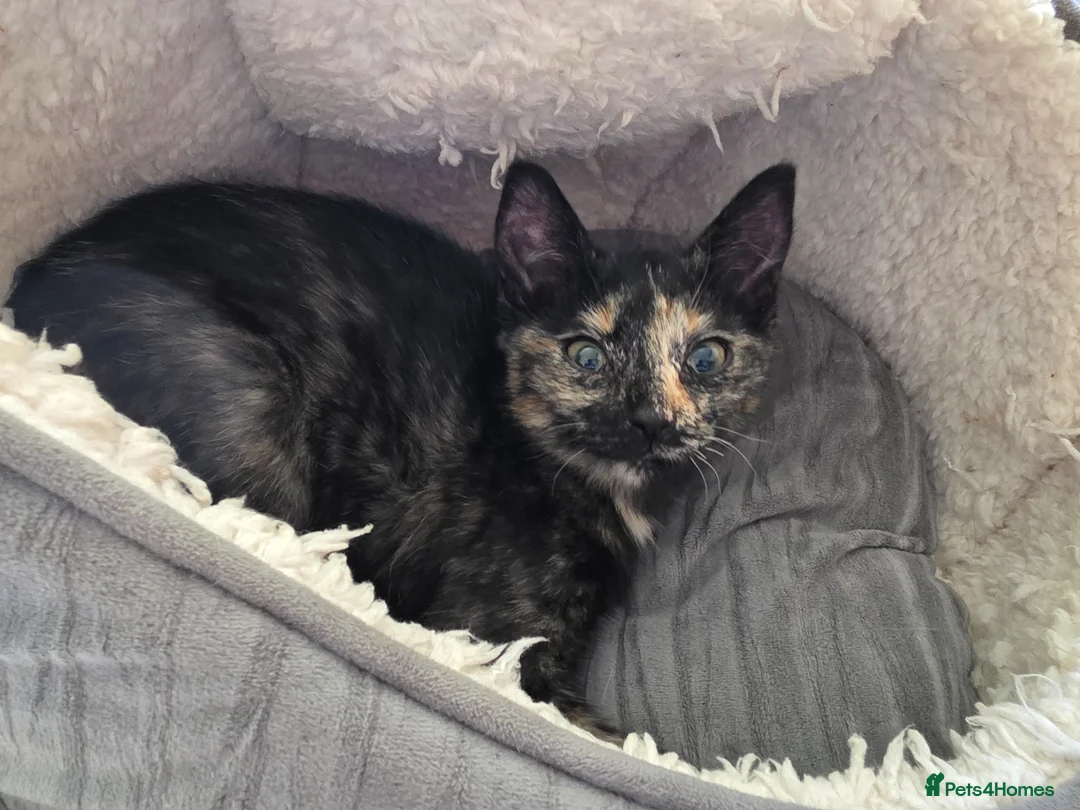 Mixed Breed cats for sale: Loving Home for Maisie - Advert 9