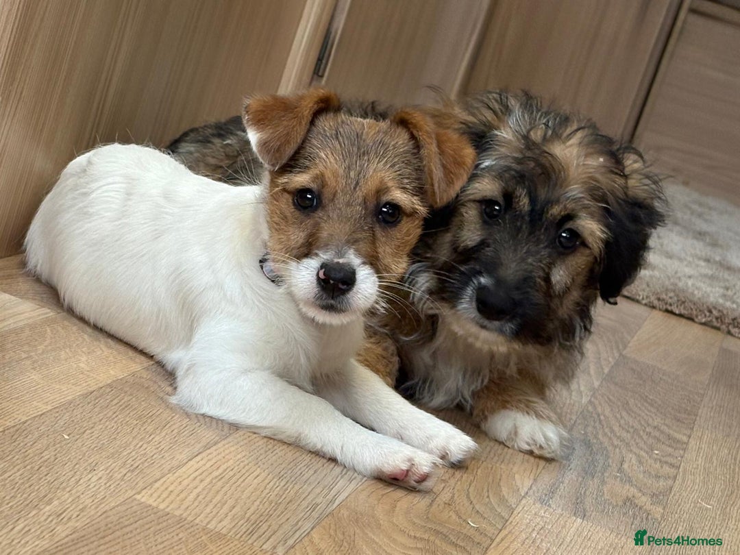 Jack Russell dogs for sale: Jack Russell Puppies… - Advert 14