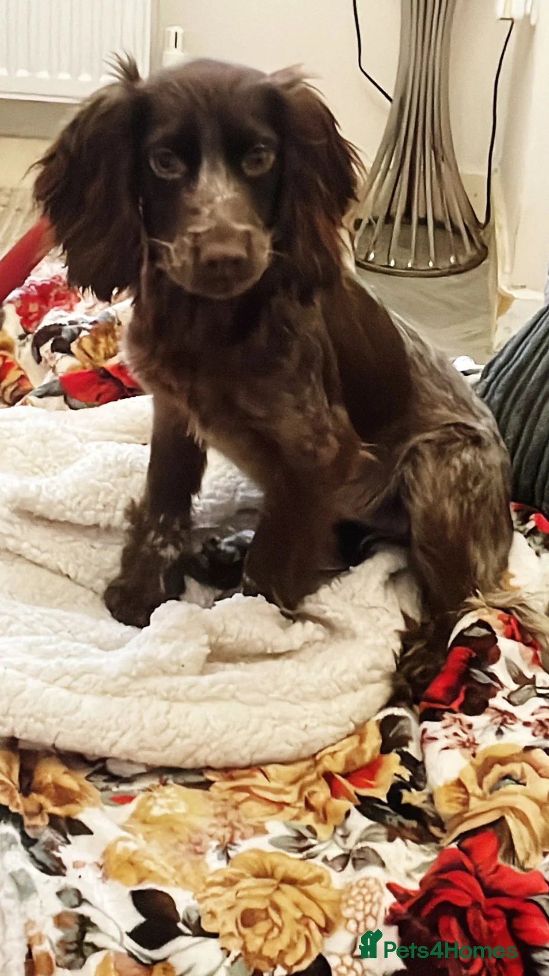 Cocker Spaniel dogs for sale: Beautiful girl seeking forever home  - Advert 4