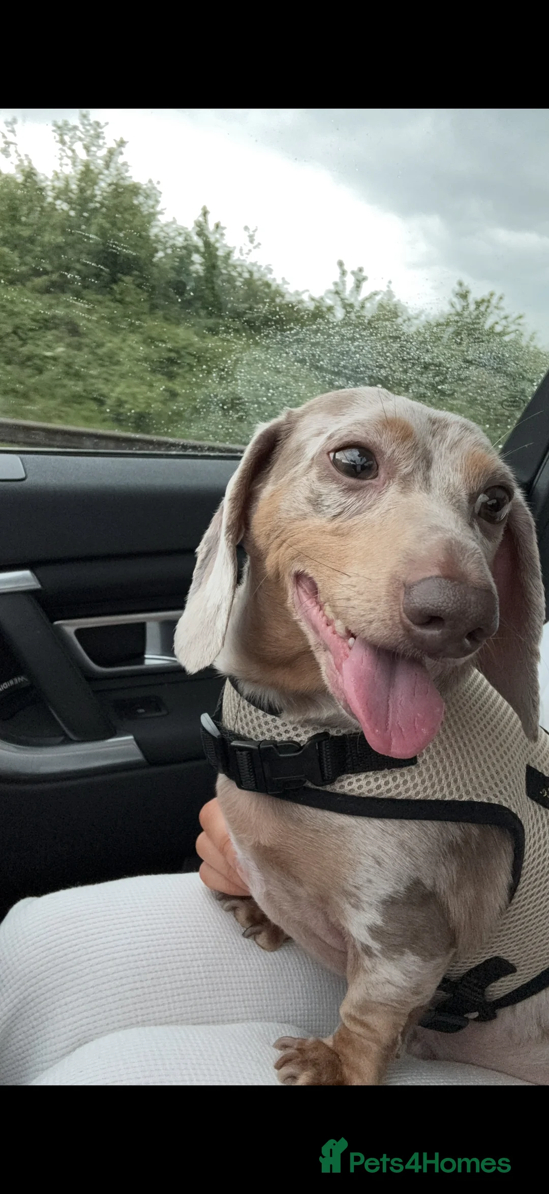 Miniature Dachshund dogs for sale: Meet Brian - Advert 2