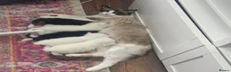 Mixed Breed cats for sale: 1x Ragdoll x Turkish Angora kitten - Advert 5