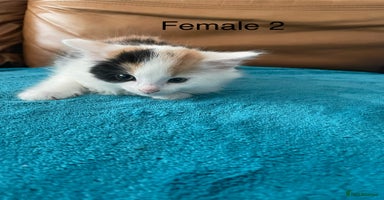 Mixed Breed cats - Advert 7