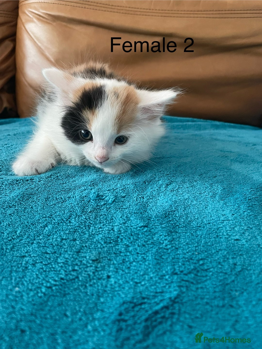 Mixed Breed cats for sale: Last One -  Mixed Breed Kittens - Image 3