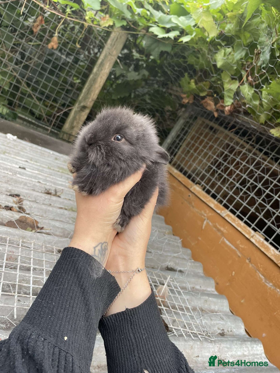 Lionhead rabbits for sale: Baby Lionhead Rabbits - Image 3