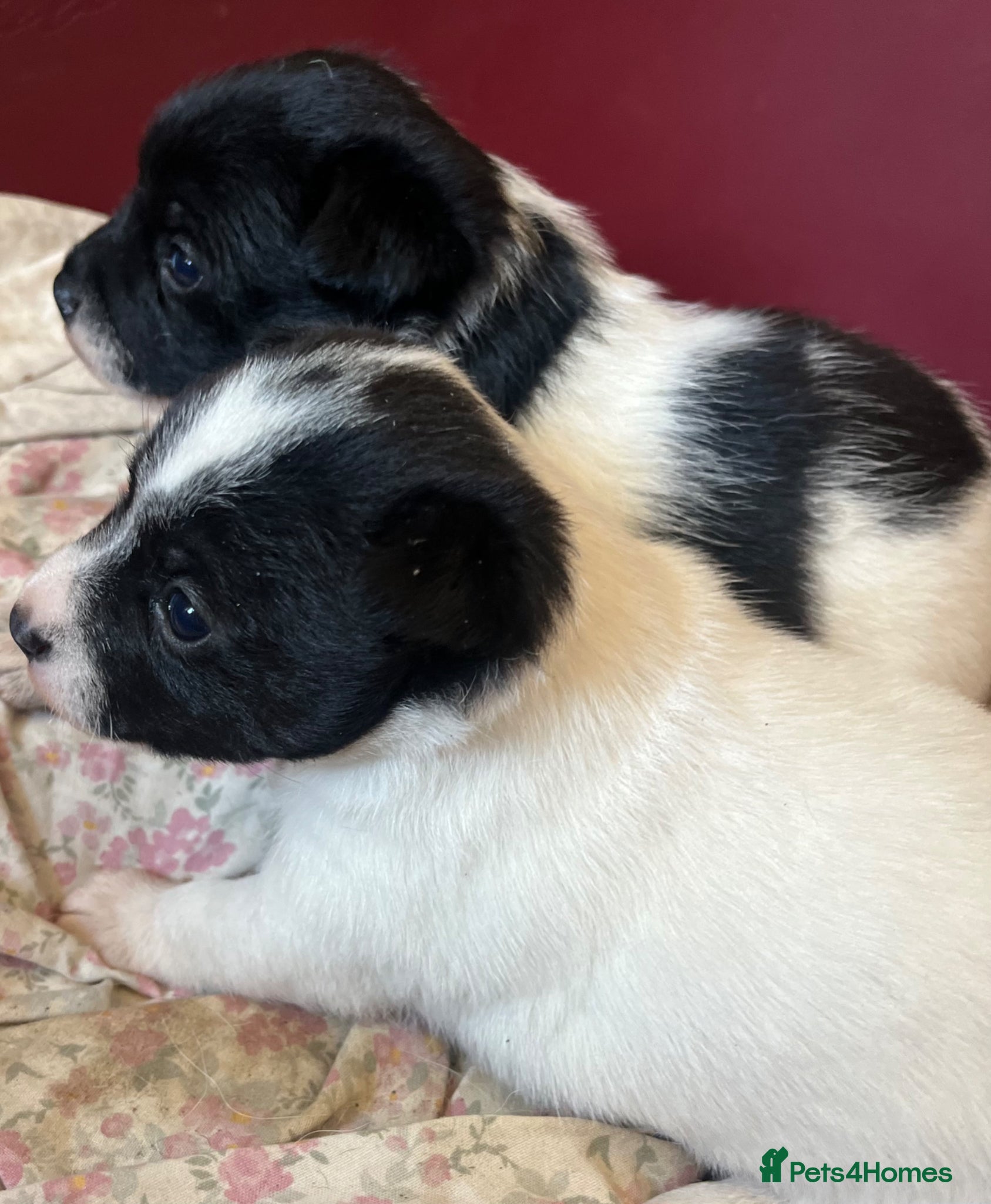 Jack Russell dogs 2 boy jack Russel  - Advert 2