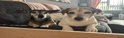 Jack Russell dogs for sale: Our beautiful girl Fia has had 8 beautiful babies  - Advert 19