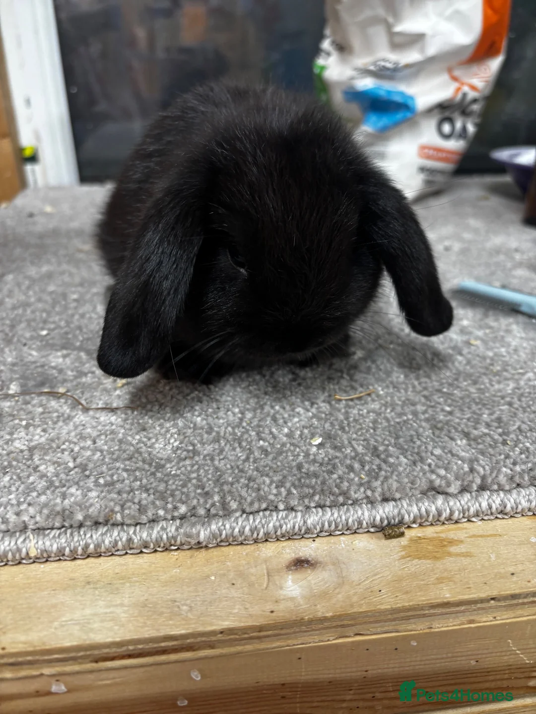 Mini Lop rabbits for sale: BRC rung and Vaccinated Mini Lop  - Advert 2
