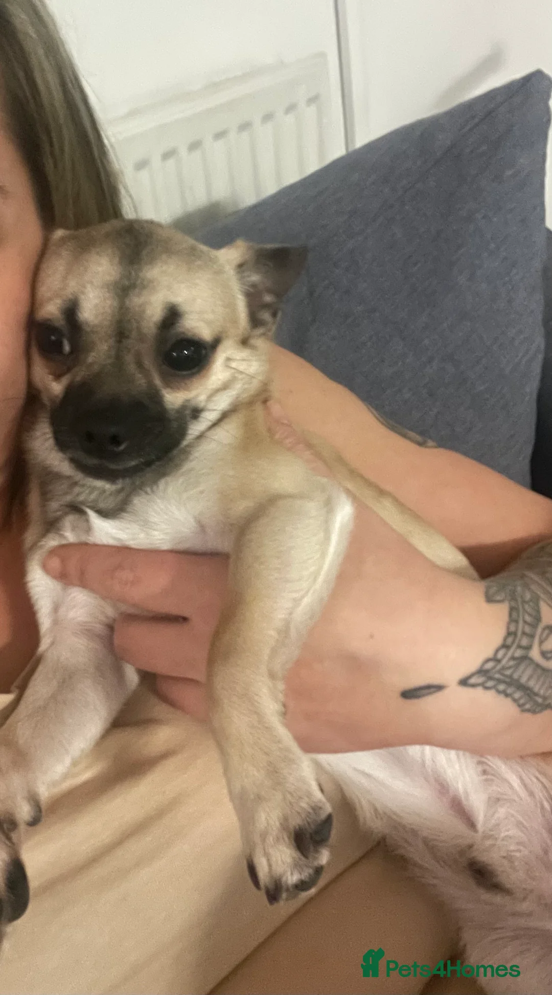 Chihuahua dogs for sale: chihuahua puppy  - Advert 3