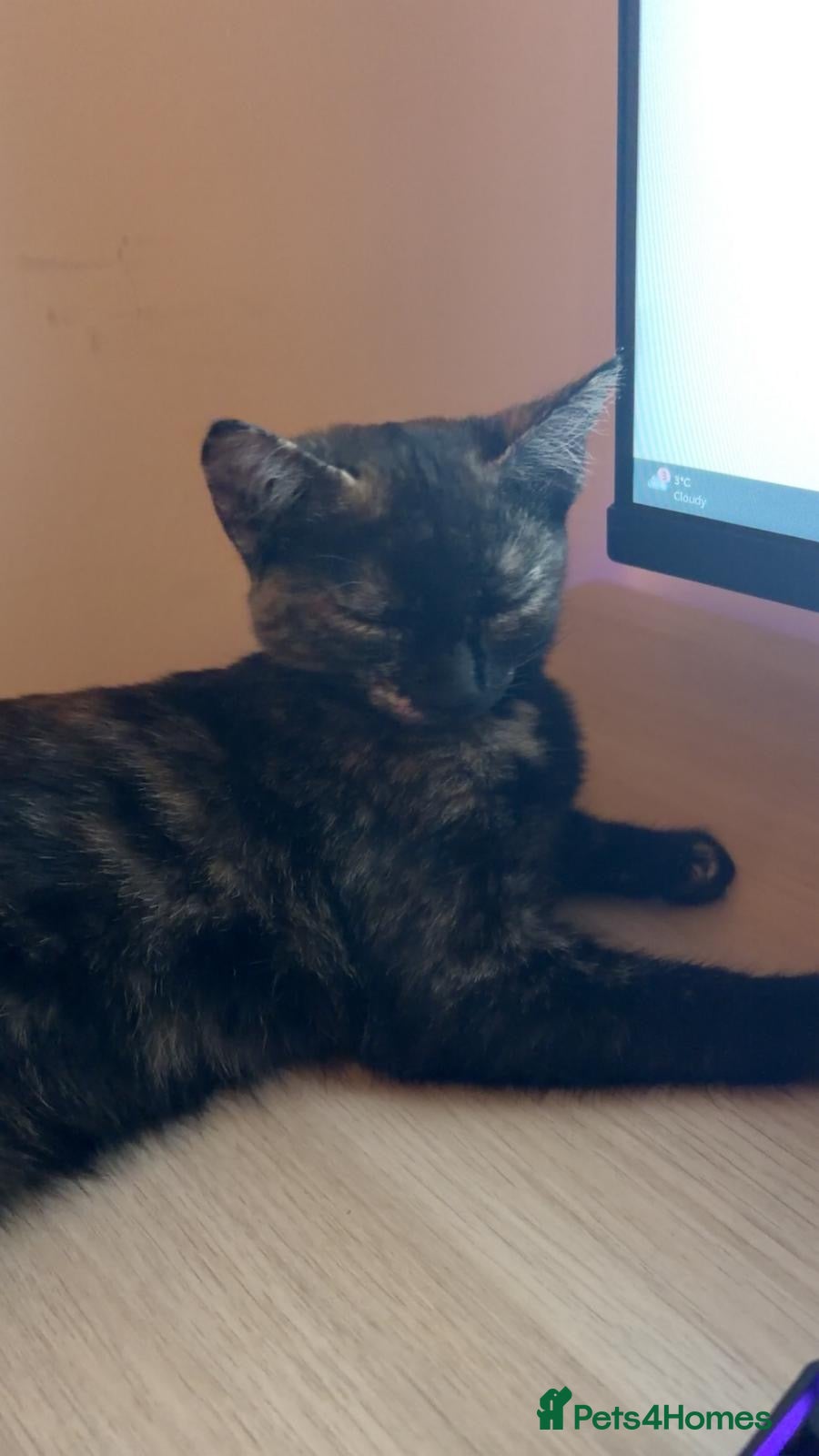 Mixed Breed cats Looking to rehome 2 beautiful Cats - Advert 4