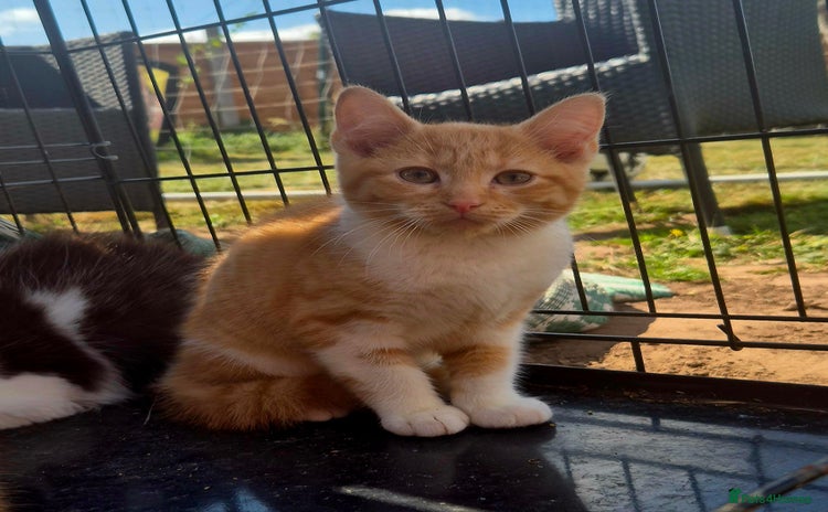 Mixed Breed cats - Advert 5