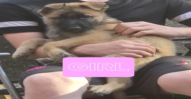 German Shepherd dogs - Advert 1