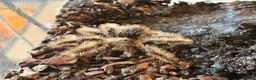 Tarantulas invertebrates for sale: Young Curley Hair Tarantula  - Advert 4