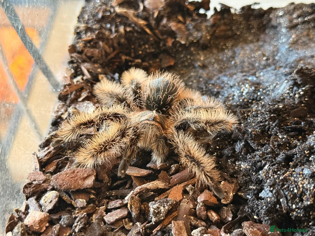 Tarantulas invertebrates for sale: Young Curley Hair Tarantula  - Advert 4