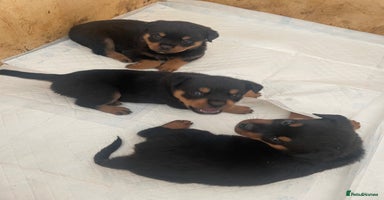 Rottweiler dogs - Advert 9