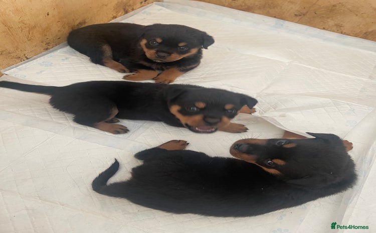 Rottweiler dogs - Advert 1