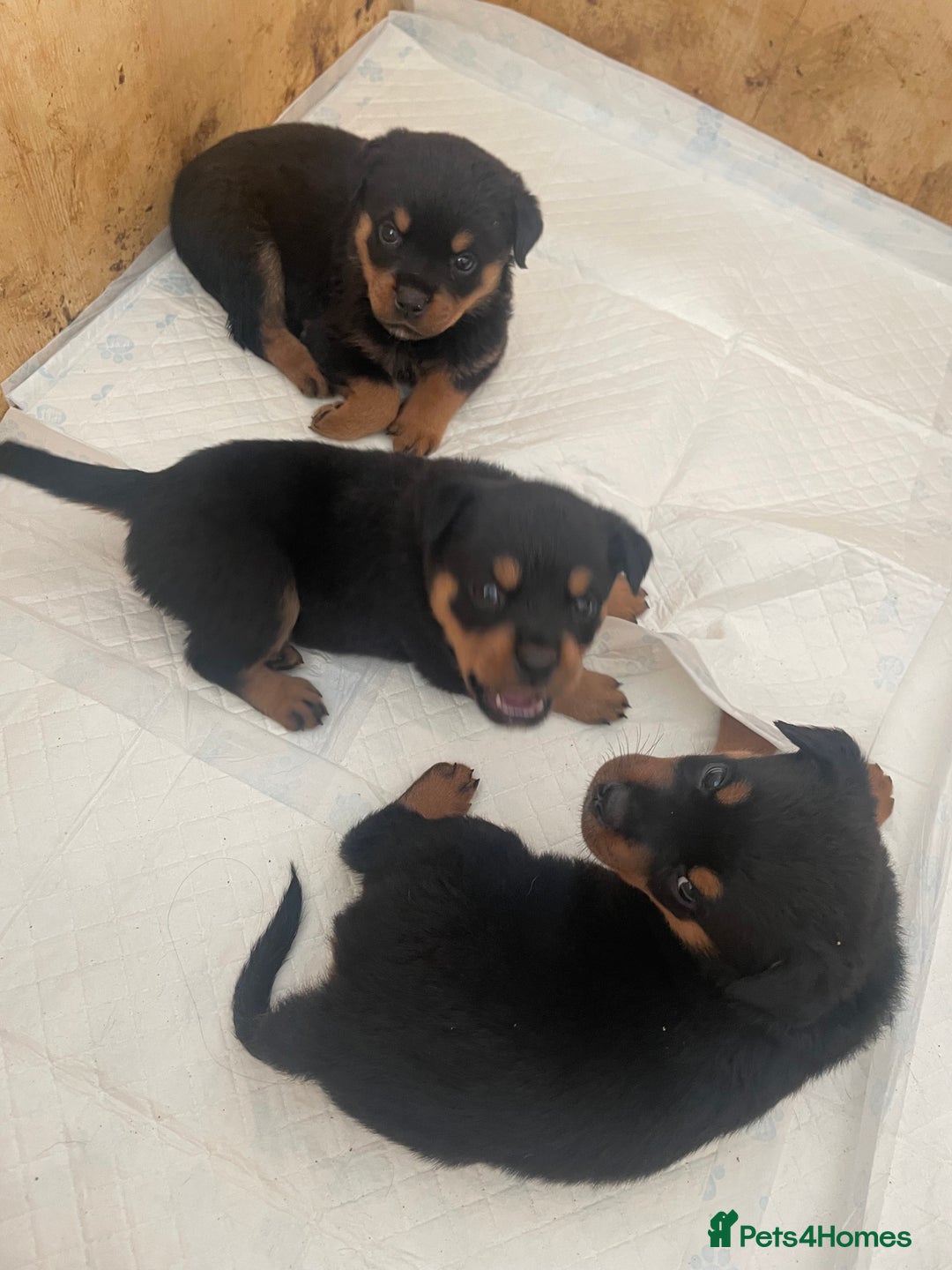 Rottweiler dogs for sale: 11 Chucky Rottweiler puppies for sale  - Image 7