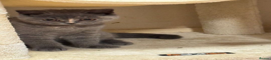 British Shorthair Kitten 1