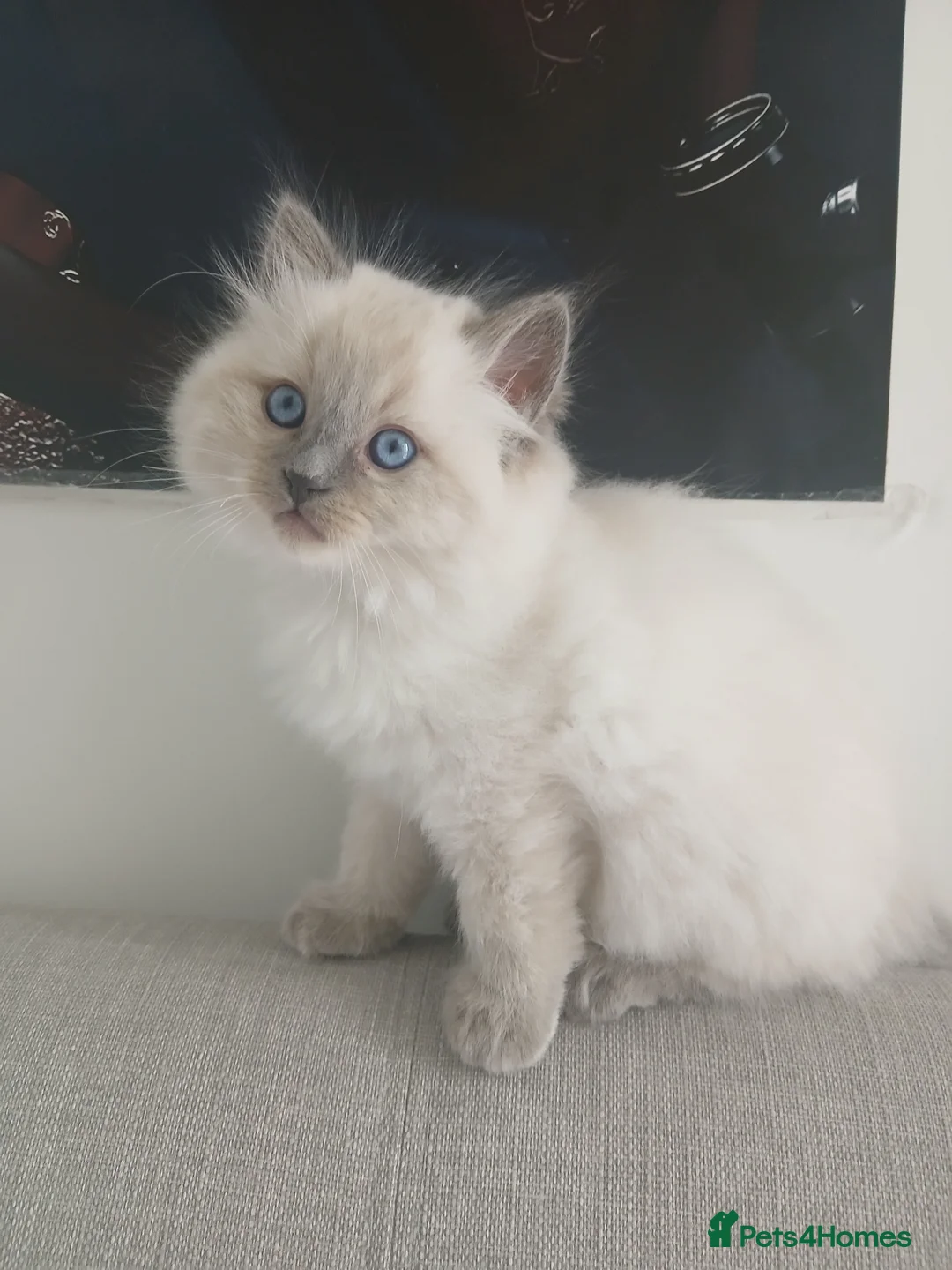 Ragdoll cats for sale: Adorable chubby ragdoll kittens for sale - Advert 12