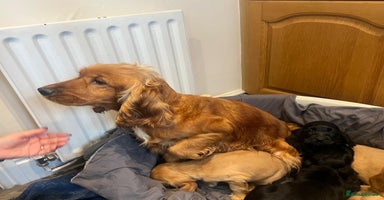 Cocker Spaniel dogs - Advert 13