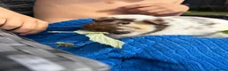 Guinea Pig rodents for sale: Bonded female guinea pigs - Advert 1