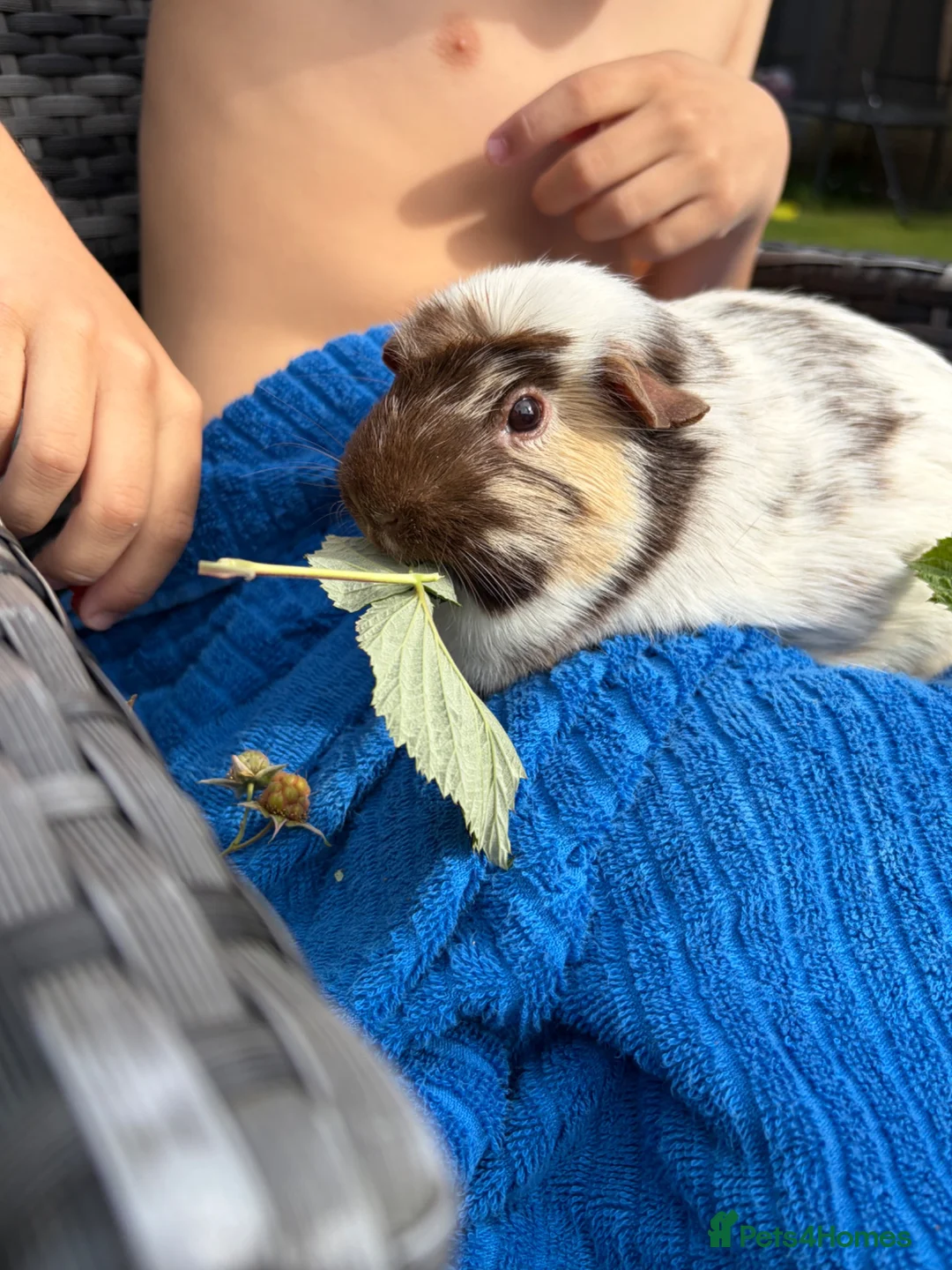 Guinea Pig rodents for sale: Bonded female guinea pigs - Advert 1