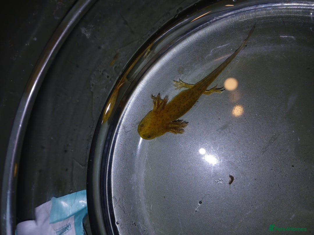Other/Mixed Breed fish for sale: Axolotls babies gold and copper  - Advert 11