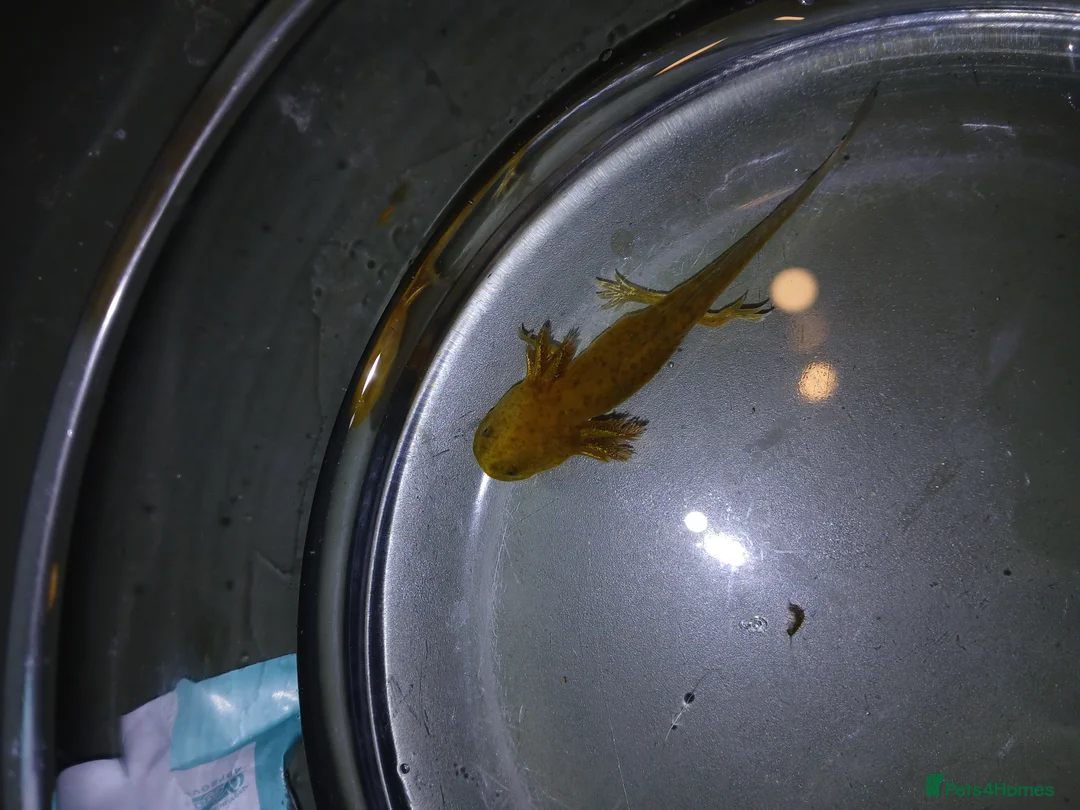 Other/Mixed Breed fish for sale: Axolotls babies gold and copper  - Advert 11
