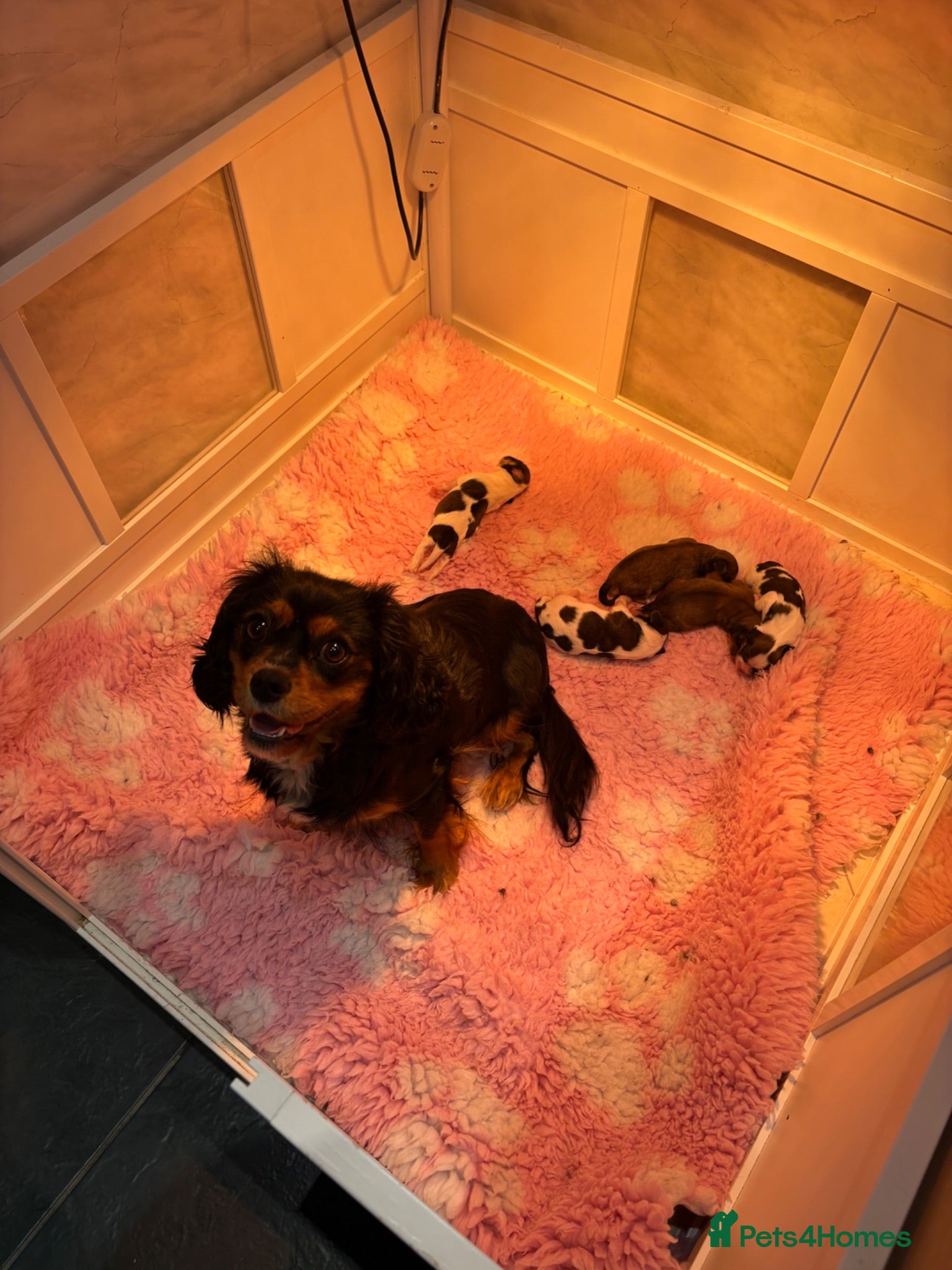 Mixed Breed dogs F1 Lhasaliers , all girls 💫 - Advert 6