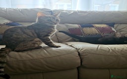 Bengal cats for sale: Elven Bengals - Image 26