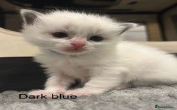 Ragdoll cats for sale: Pure Breed bi colour blue Ragdoll Kittens - Image 2