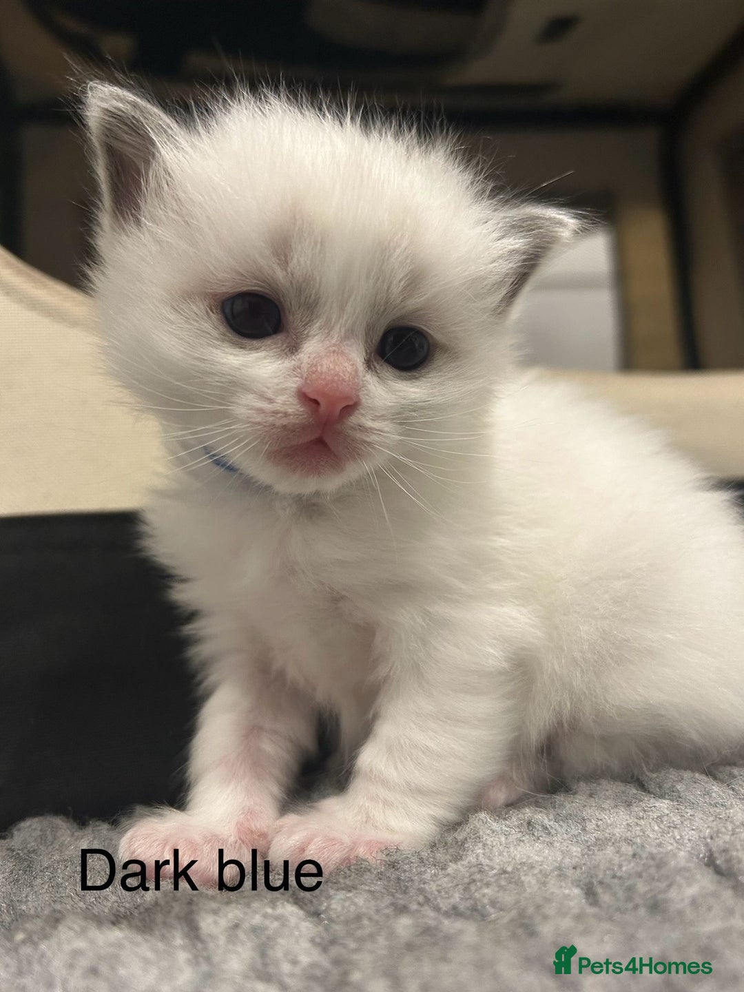 Ragdoll cats for sale: Pure Breed bi colour blue Ragdoll Kittens - Image 2