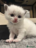 Ragdoll cats - Advert 13