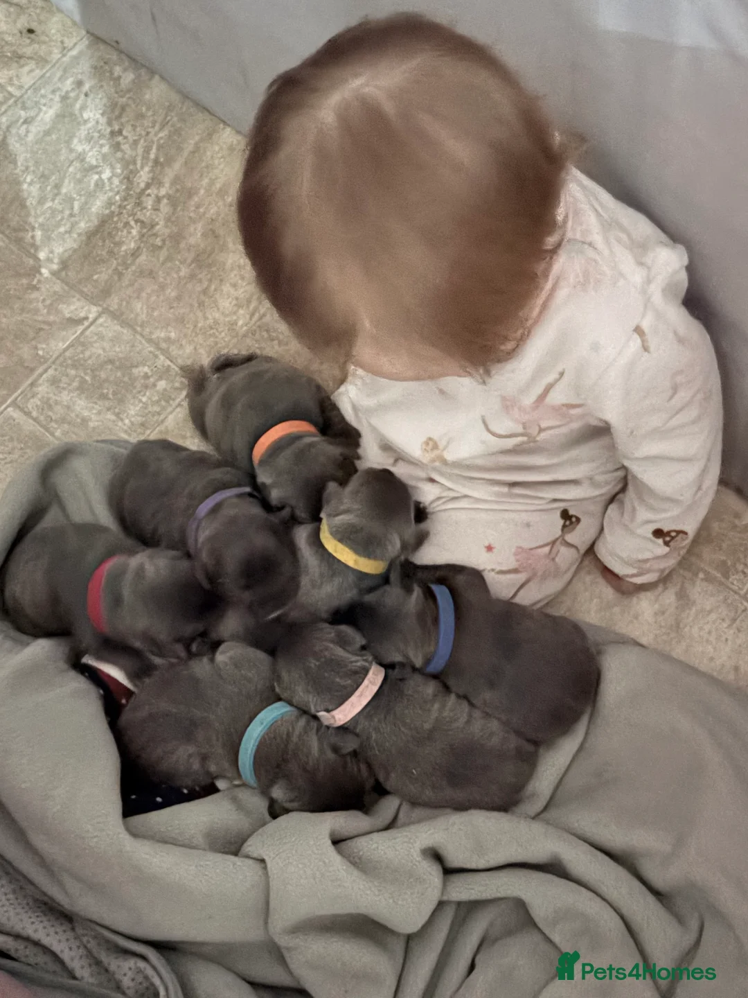 Staffordshire Bull Terrier dogs for sale: KC blue Staffordshire bull terriers  in Royston - Advert 15