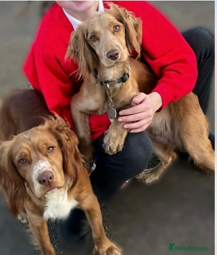 Cocker Spaniel dogs Purebred cocker spaniel puppies available  - Advert 2