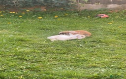 Mini Lop rabbits for sale: Mini lop - Image 3