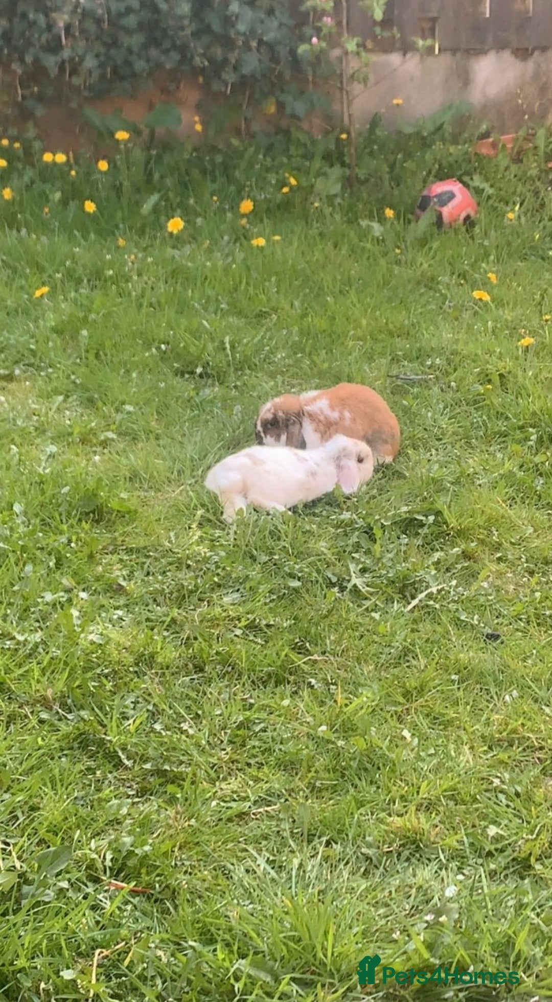 Mini Lop rabbits for sale: Mini lop - Image 3