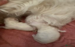 Maltipoo dogs for stud: Teddy 100% Korean Maltese kc registered for stud  in Birmingham - Image 7