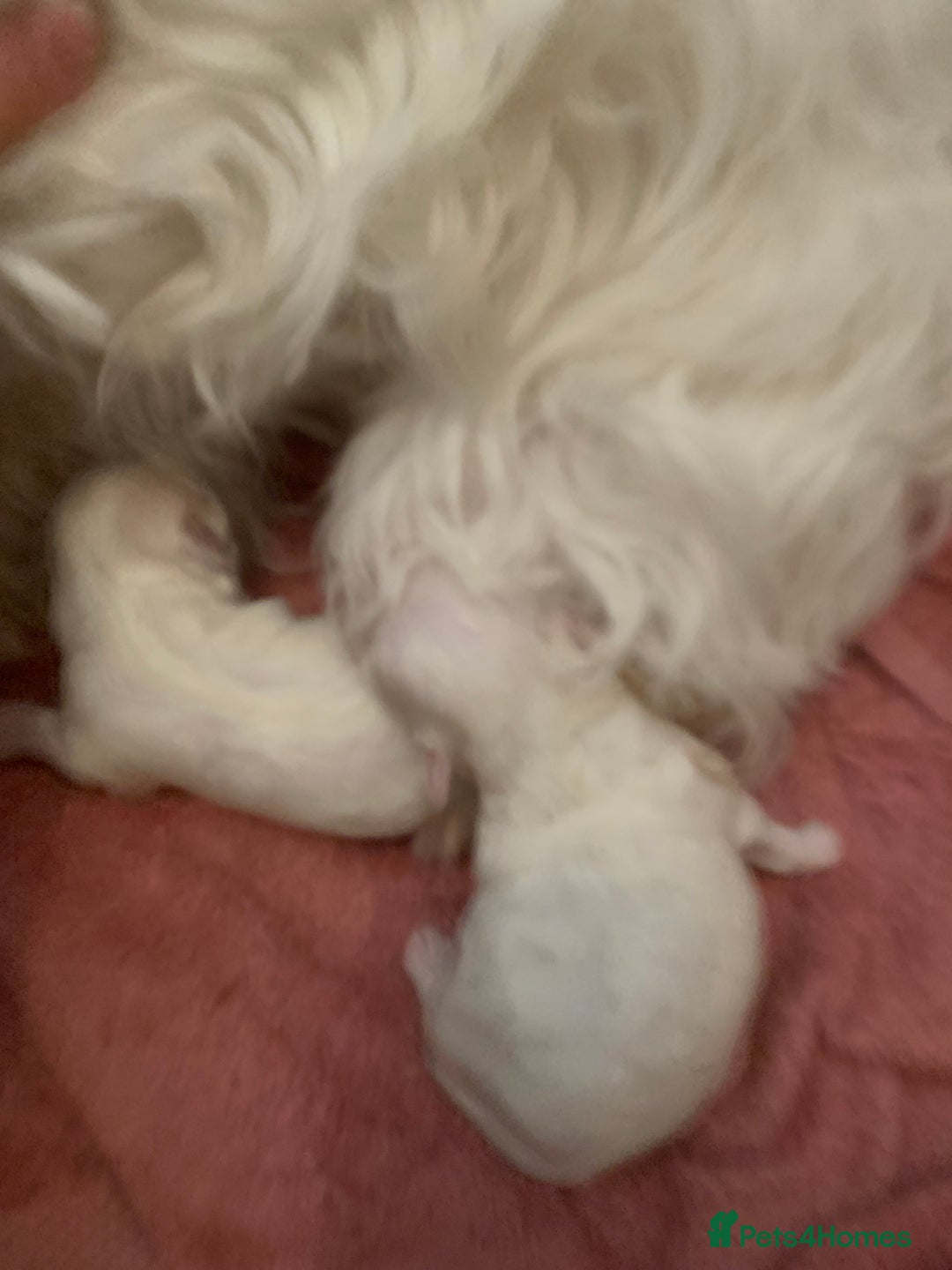 Maltipoo dogs for stud: Teddy 100% Korean Maltese kc registered for stud  in Birmingham - Image 7