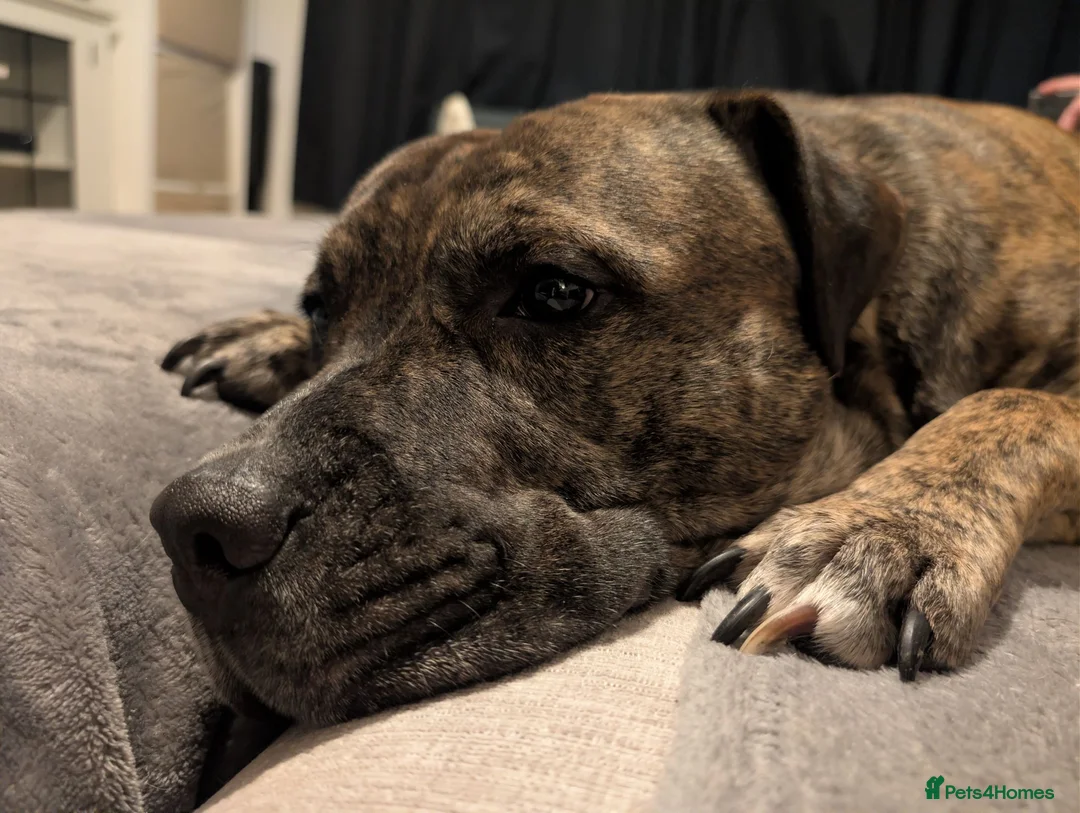 Mixed Breed dogs for sale: Rehoming Beautiful Bullmastiff  - Advert 5