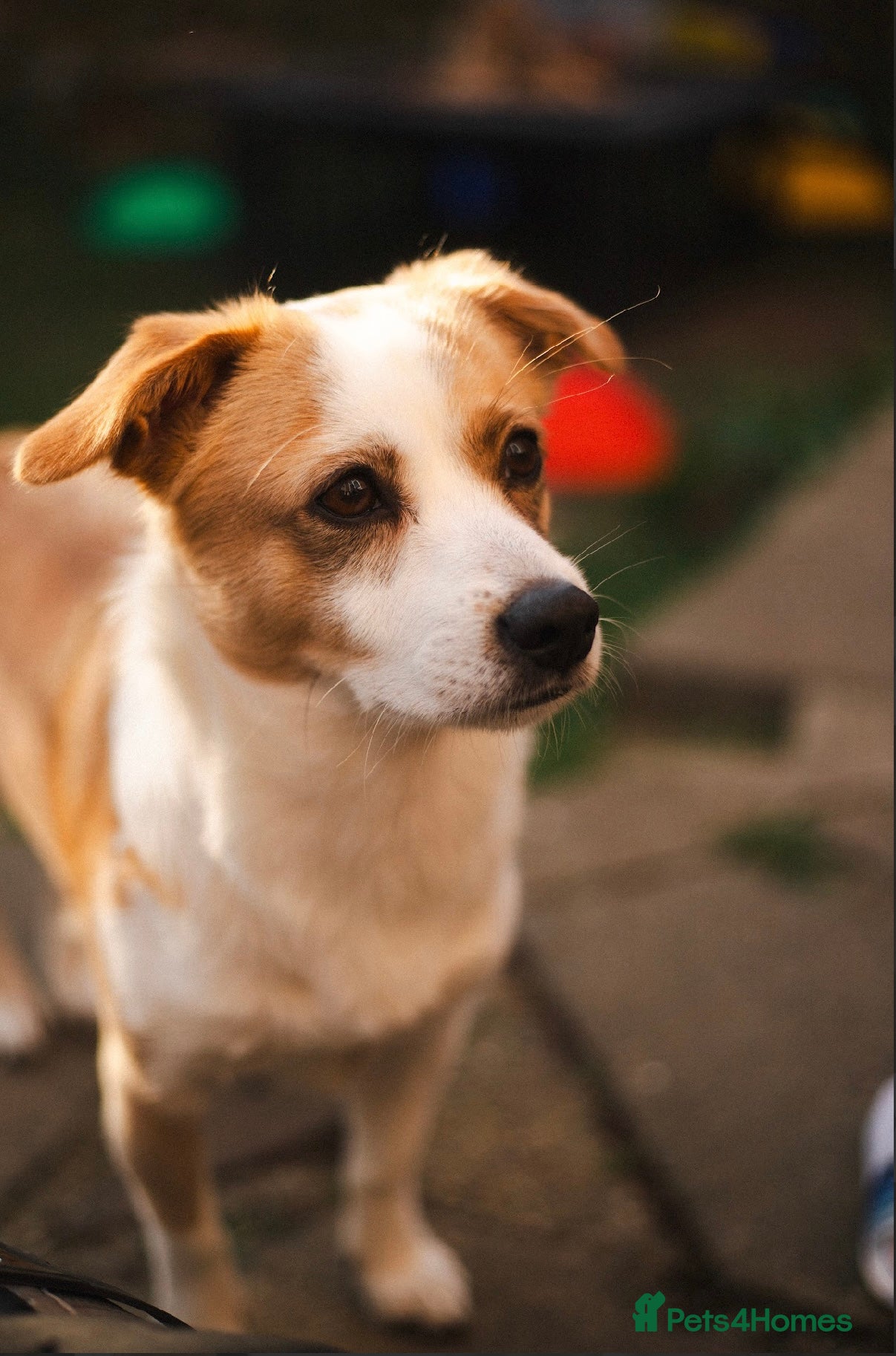 Mixed Breed dogs Dog for rehoming - Advert 1