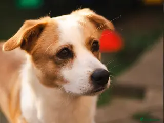 Mixed Breed dogs Dog for rehoming - Advert 1