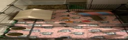Guinea Pig rodents for sale: guinea pigs  in Bargoed - Advert 7