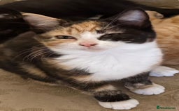 Domestic Shorthair cats for sale: Lovely Litter of Kittens - Image 5