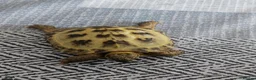 Tortoise reptiles for sale: Horsefield tortoise  in Livingston - Advert 2