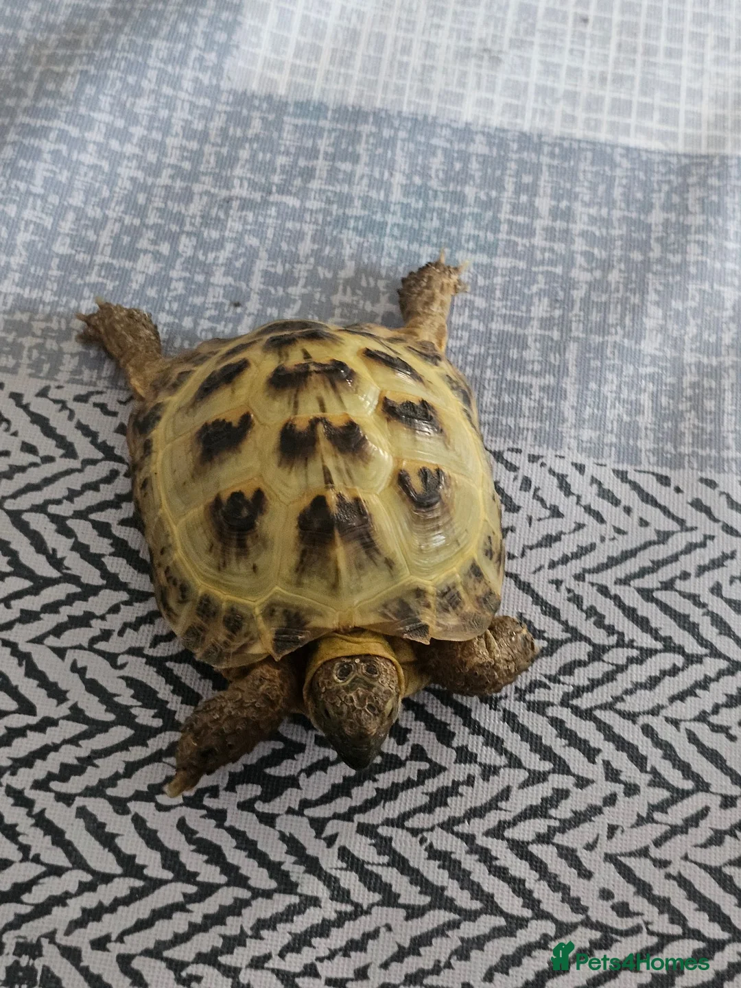 Tortoise reptiles for sale: Horsefield tortoise  in Livingston - Advert 2