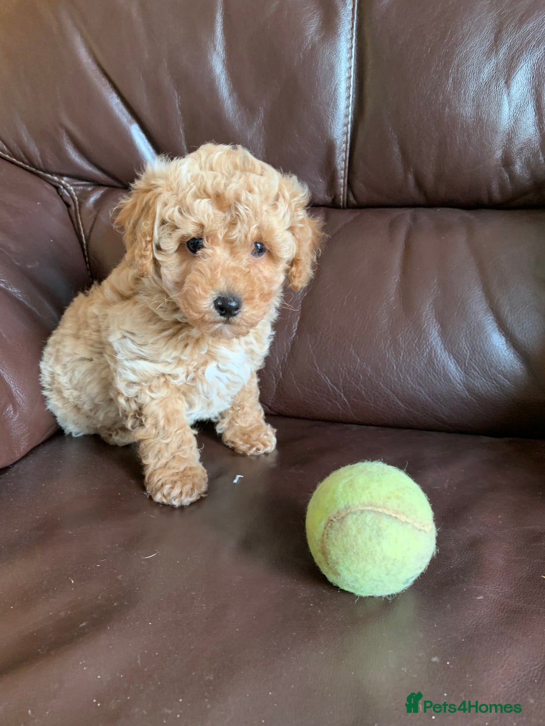 Poochon dogs for sale: Outstanding Poochon puppies - Advert 3