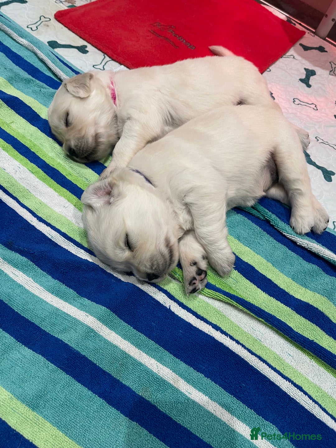 Golden Retriever dogs for sale: Quality Bred Golden Retriever Puppies - Advert 5